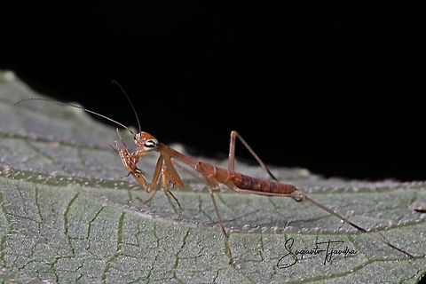 Mini Mantis (unknown species) w/prey  Geotagged,Indonesia,Winter