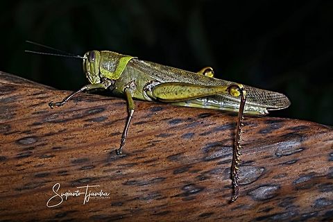 Locust, Acrididae Sp.  Geotagged,Indonesia,Javanese grasshopper,Valanga nigricornis,Winter