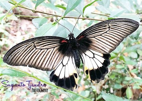 Butterfly - Papilio memnon  Geotagged,Great Mormon,Indonesia,Papilio memnon
