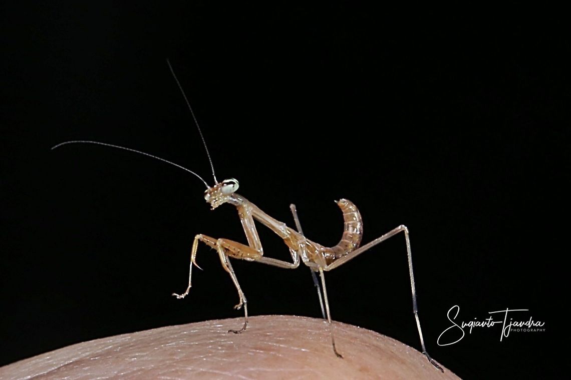 Mini Flower Mantis (unknown species)  Geotagged,Indonesia,Winter
