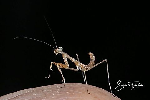 Mini Flower Mantis (unknown species)  Geotagged,Indonesia,Winter