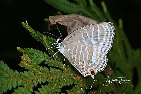 Common cerulean (Jamides Celeno), Lycaenidae Sp.  Common Cerulean,Geotagged,Indonesia,Jamides celeno,Winter