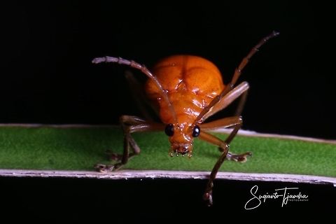 Large orange leaf beetle  Geotagged,Indonesia,Winter