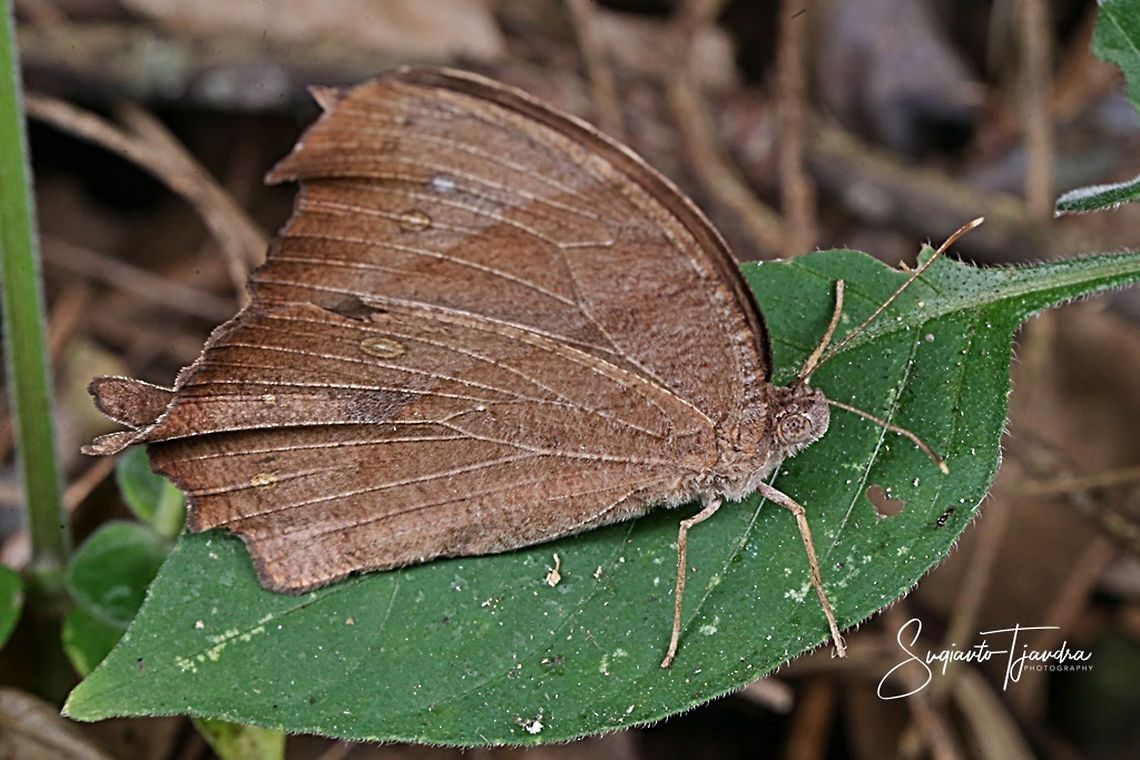 Common Evening Brown (Melanitis leda)  Common evening brown,Geotagged,Indonesia,Melanitis leda,Winter