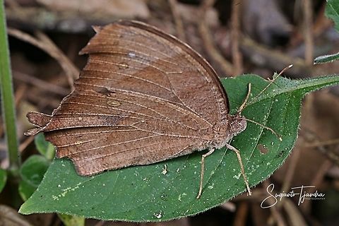 Common Evening Brown (Melanitis leda)  Common evening brown,Geotagged,Indonesia,Melanitis leda,Winter