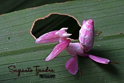 Orchid Mantis, Hymenopus coronatus  Geotagged,Hymenopus coronatus,Indonesia,Malaysian Orchid Mantis