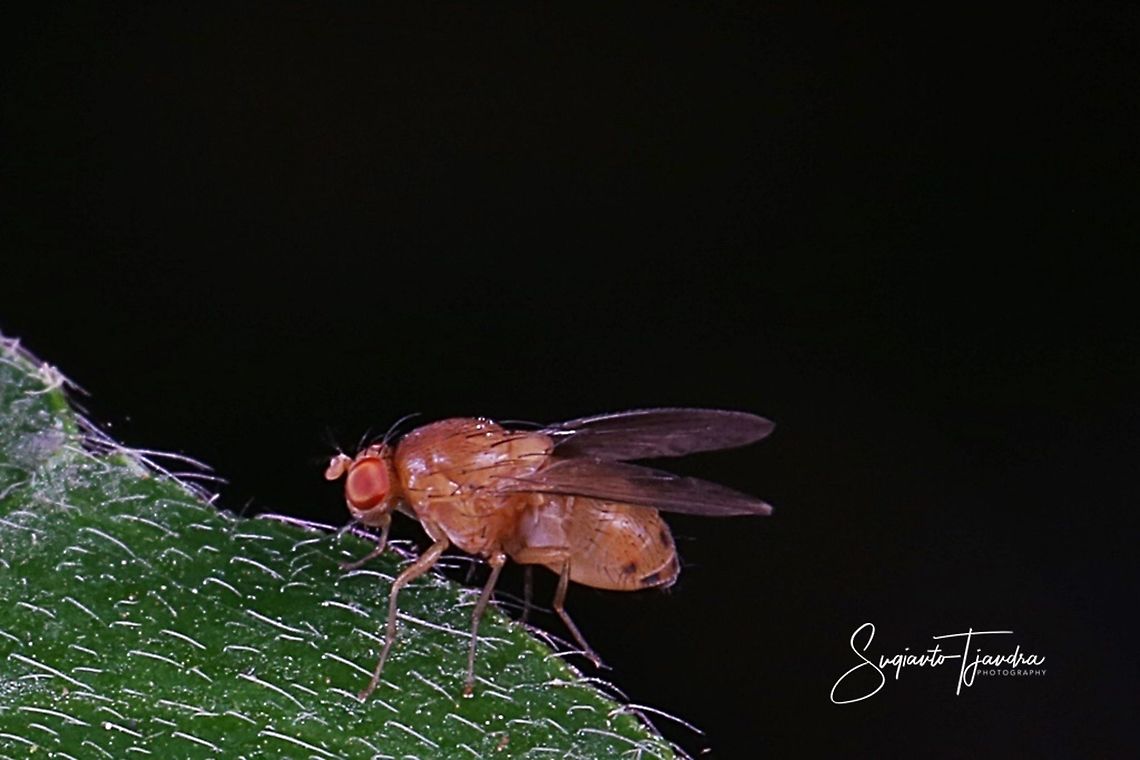 Common Fruit Fly - Drosophila melanogaster  Drosophila melanogaster,Geotagged,Indonesia,Winter