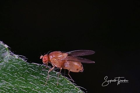 Common Fruit Fly - Drosophila melanogaster  Drosophila melanogaster,Geotagged,Indonesia,Winter