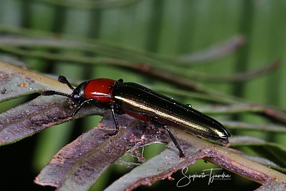 Leaf beetle (Unknown species???)  Geotagged,Indonesia,Winter