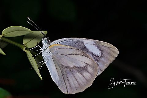 Butterfly - Striped Albatross, Appias libythea  Appias libythea,Geotagged,Indonesia,Striped albatross,Winter