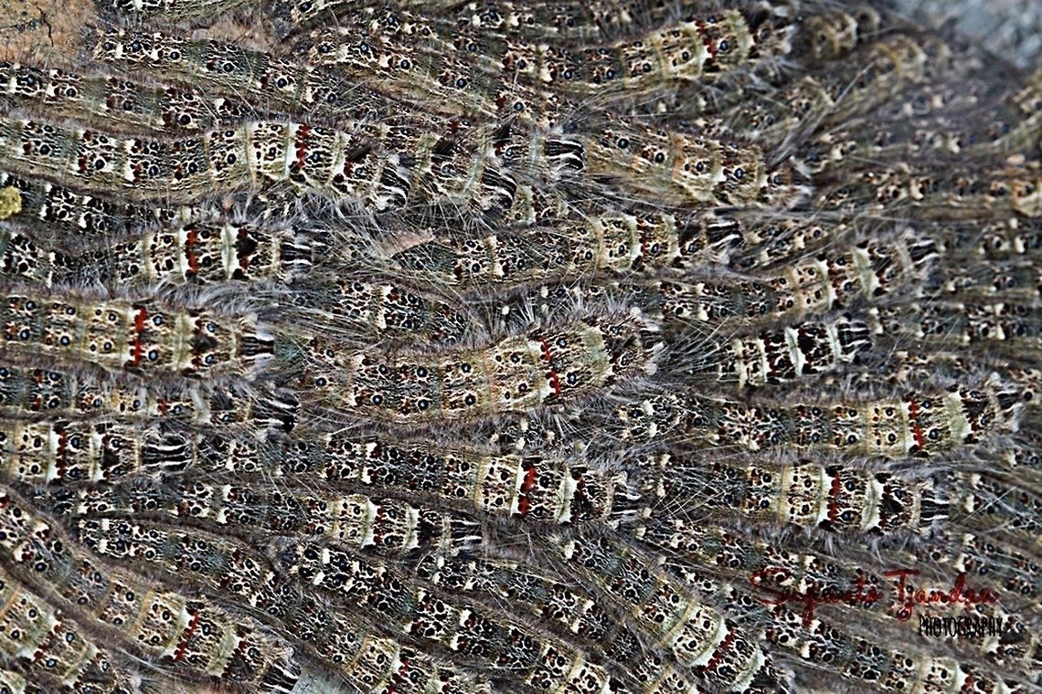 A bunch of hairy caterpillars  Geotagged,Indonesia