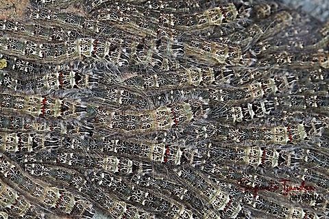 A bunch of hairy caterpillars  Geotagged,Indonesia