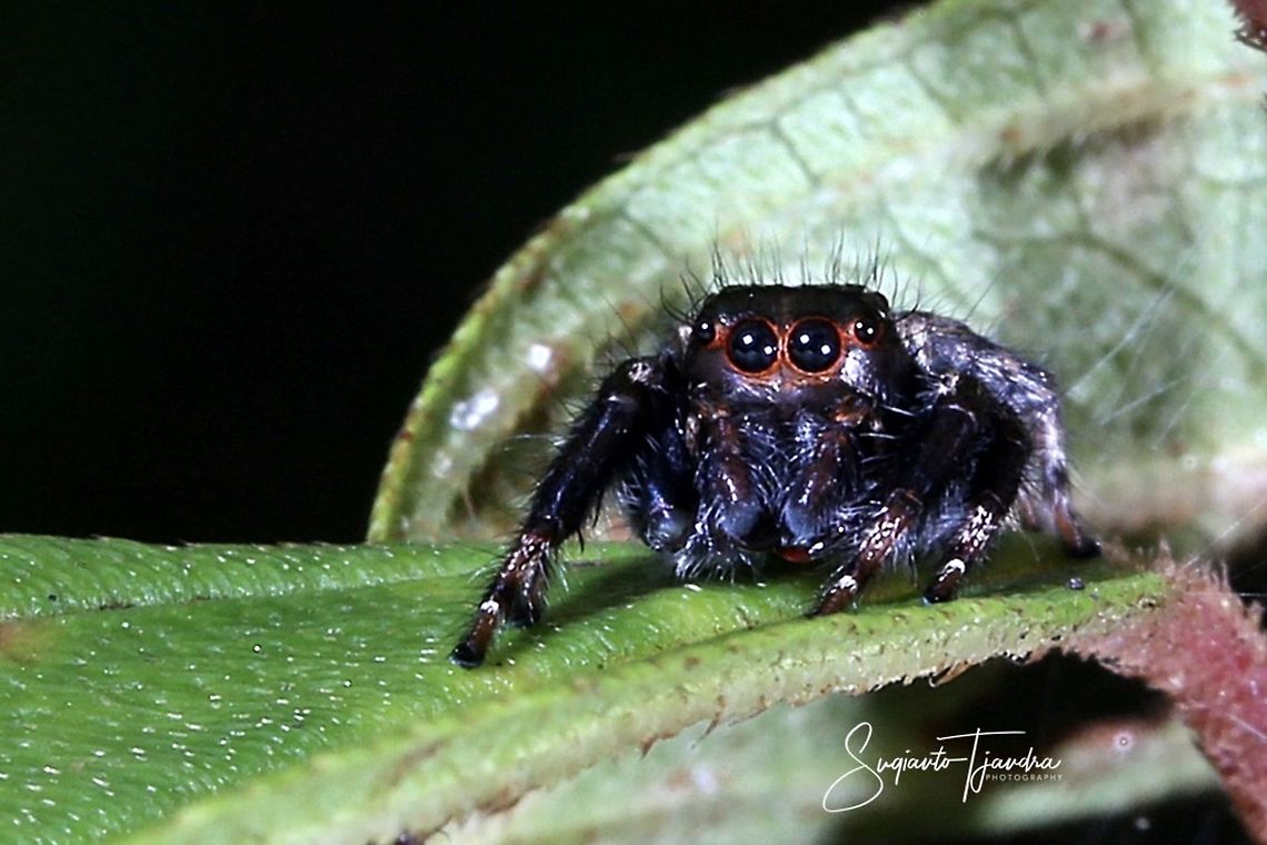 Jumping Spider  Geotagged,Indonesia,Summer