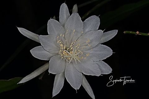 "Wijaya Kusuma flower / Queen of the night", Epiphyllum oxypetalum  Epiphyllum oxypetalum,Geotagged,Indonesia,Winter,oxypetalum