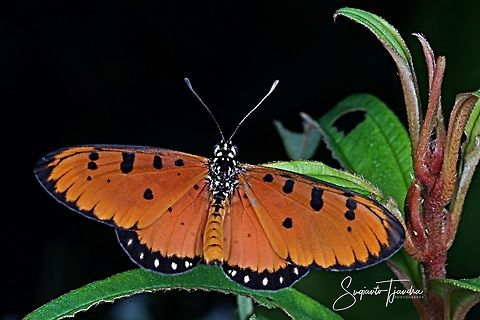 Tawny Coster (Acraea terpsicore) - upperside  Acraea terpsicore,Geotagged,Indonesia,Tawny Coster,Winter