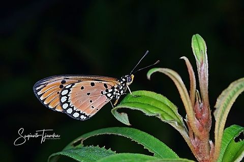 Tawny Coster (Acraea terpsicore) - lowerside  Acraea terpsicore,Geotagged,Indonesia,Tawny Coster,Winter