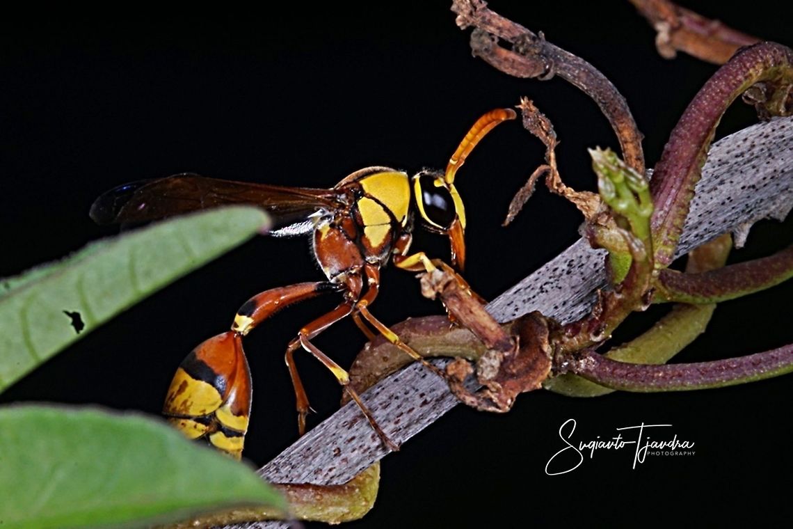 Yellow potter Wasp (Delta Sp)  Delta flower scarab,Geotagged,Indonesia,Trigonopeltastes delta,Winter