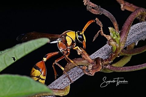 Yellow potter Wasp (Delta Sp)  Delta flower scarab,Geotagged,Indonesia,Trigonopeltastes delta,Winter