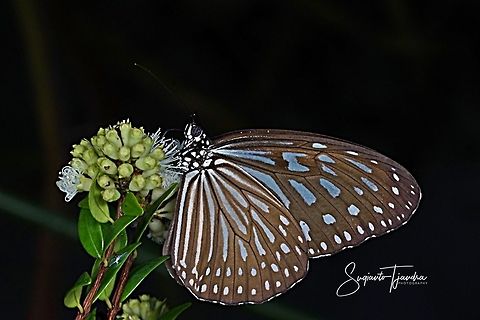 Ideopsis vulgaris, the blue glassy tiger  Blue Glassy Tiger,Geotagged,Ideopsis vulgaris,Indonesia,Winter