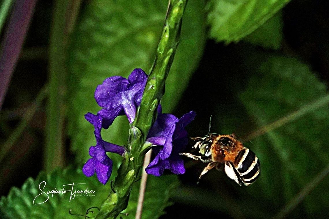 Blue-banded bee, Amegilla cingulata  Amegilla cingulata,Blue banded bee,Geotagged,Indonesia,Winter