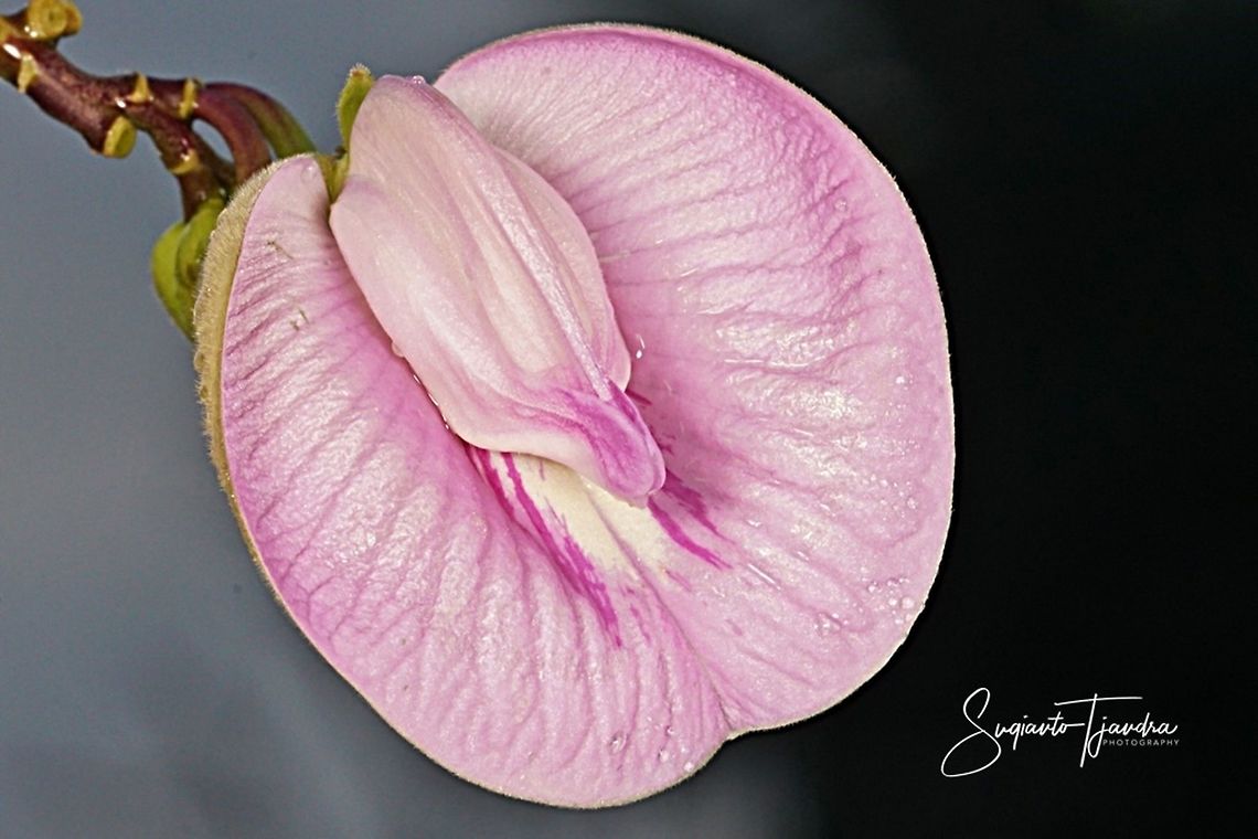 Butterfly pea flower, Centrosema pubescens  Centrosema pubescens,Geotagged,Indonesia,Winter