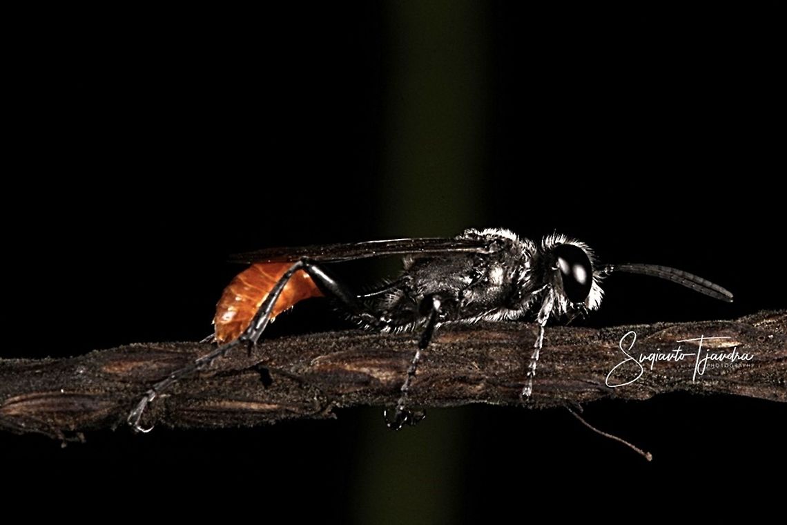 Thread-waisted wasp, Prionyx parkeri (Sphecidae family)  Geotagged,Indonesia,Prionyx parkeri,Winter