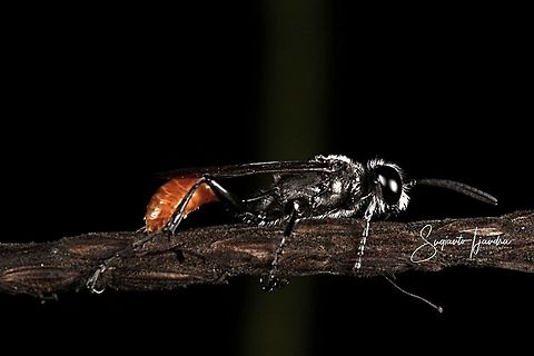 Thread-waisted wasp, Prionyx parkeri (Sphecidae family)  Geotagged,Indonesia,Prionyx parkeri,Winter