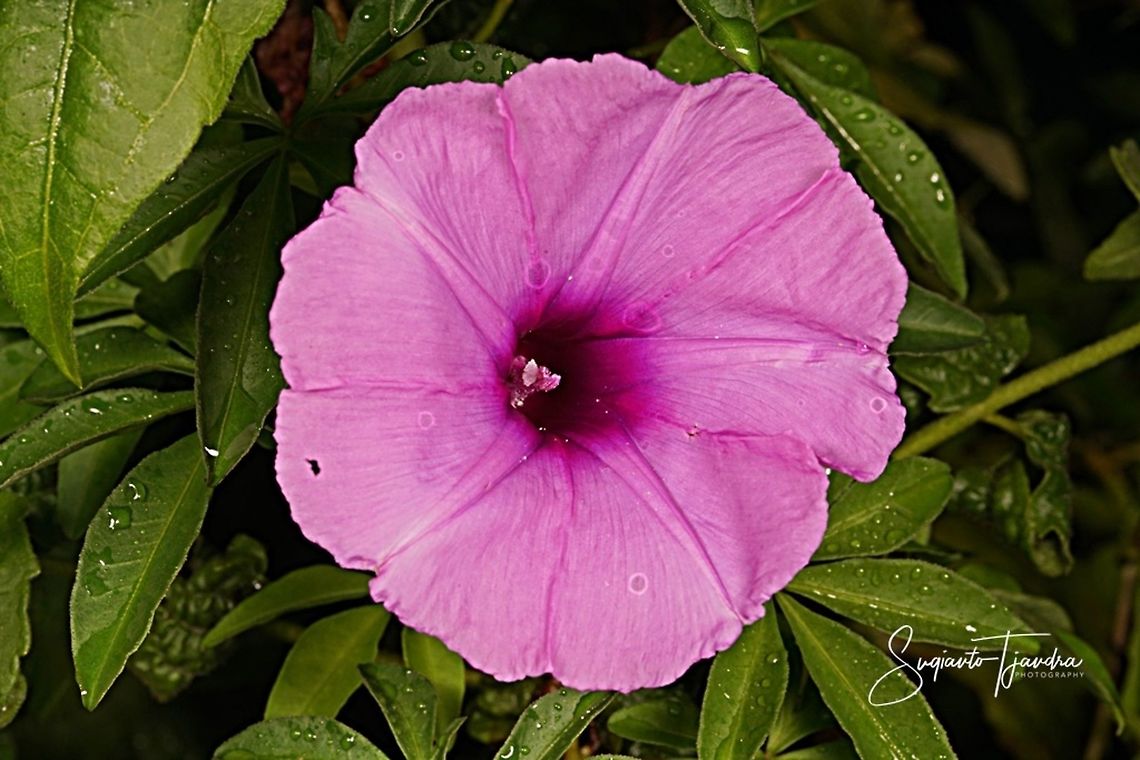 Morning Glory Creeper, Ipomoea cairica  Geotagged,Indonesia,Ipomoea cairica,Winter