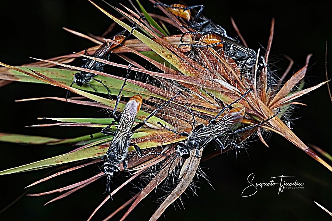 Thread-waisted wasp, Prionyx parkeri (Sphecidae family)  Geotagged,Indonesia,Prionyx parkeri,Winter