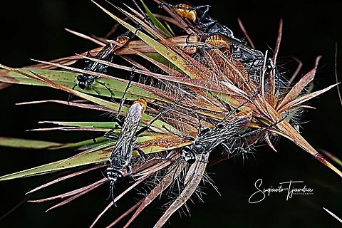 Thread-waisted wasp, Prionyx parkeri (Sphecidae family)  Geotagged,Indonesia,Prionyx parkeri,Winter