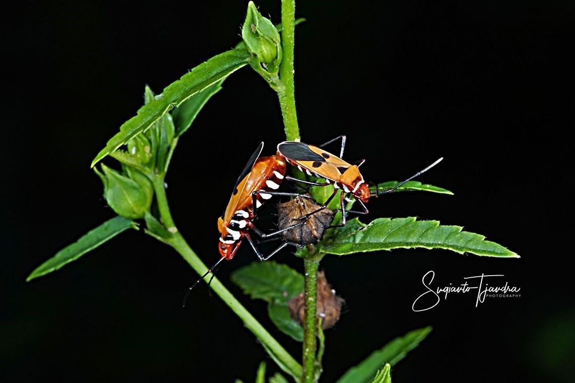The Red Cotton Stainer (Dysdercus decussatus)- "Mating"  Dysdercus decussatus,Geotagged,Indonesia,Winter