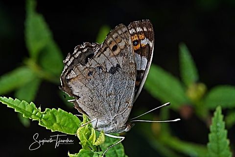 Blue pansy butterfly, Junonia orithya  Geotagged,Indonesia,Junonia orithya,Winter