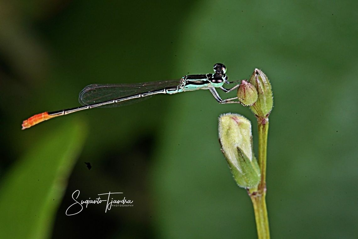 Blue Damselfly  Geotagged,Indonesia,Winter