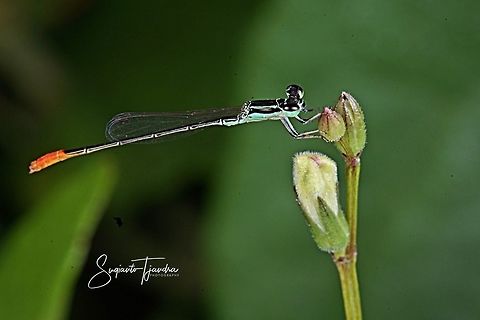 Blue Damselfly  Geotagged,Indonesia,Winter