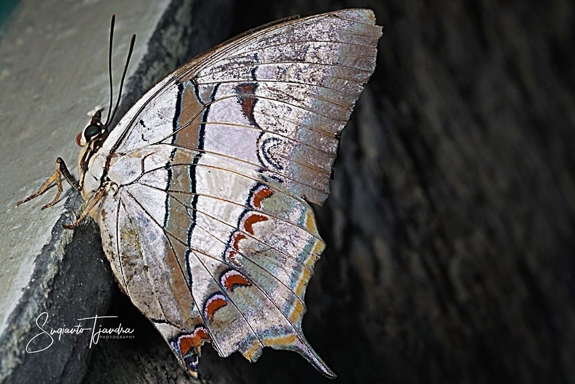 Blue Nawab (Polyura schreiber tisamenus) - Lower side  Blue nawab,Geotagged,Indonesia,Polyura schreiber,Winter