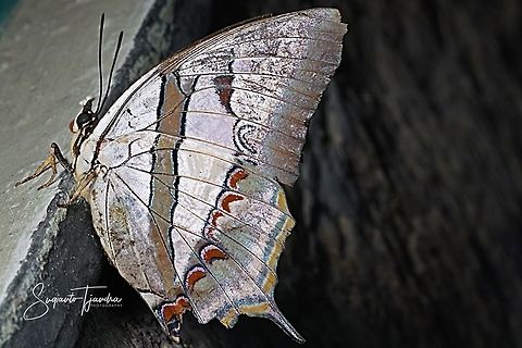 Blue Nawab (Polyura schreiber tisamenus) - Lower side  Blue nawab,Geotagged,Indonesia,Polyura schreiber,Winter