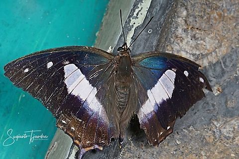 Blue Nawab Butterfly (Polyura schreiber tisamenus) - Upperside  Blue nawab,Geotagged,Indonesia,Polyura schreiber,Winter