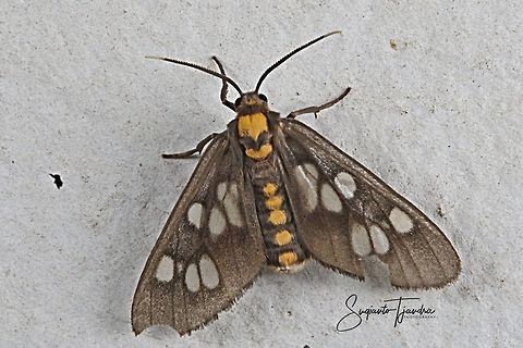 Eressa confinis is a moth of the family Erebidae  Eressa confinis,Geotagged,Indonesia,Winter