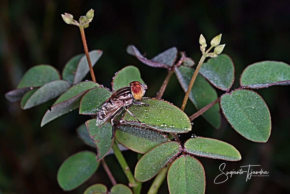 Big-headed Hoverfly, Eristalinus megacephalus sp  Eristalinus megacephalus,Geotagged,Indonesia,Winter