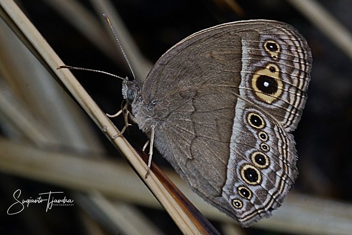 Dark Brand Bush Brown, Mycalesis mineus macromalayana  Dark-branded bushbrown,Geotagged,Indonesia,Mycalesis mineus,Winter