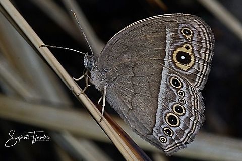 Dark Brand Bush Brown, Mycalesis mineus macromalayana  Dark-branded bushbrown,Geotagged,Indonesia,Mycalesis mineus,Winter