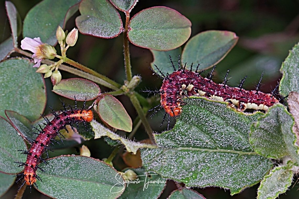 Tawny Coster Caterpillar  Acraea terpsicore,Geotagged,Indonesia,Tawny Coster,Winter