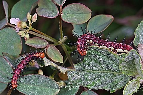 Tawny Coster Caterpillar  Acraea terpsicore,Geotagged,Indonesia,Tawny Coster,Winter