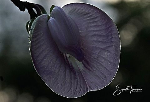 Butterfly pea flower, Centrosema pubescens - silhouette  Centro,Centrosema pubescens,Geotagged,Indonesia,Winter