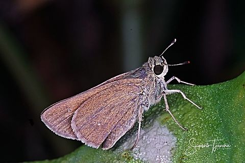 Skipper Butterfly  Geotagged,Indonesia,Winter