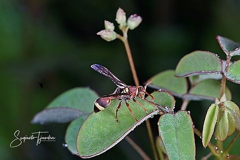 Small Brown paper wasp, Ropalidia marginata  Geotagged,Indonesia,Ropalidia marginata,Winter