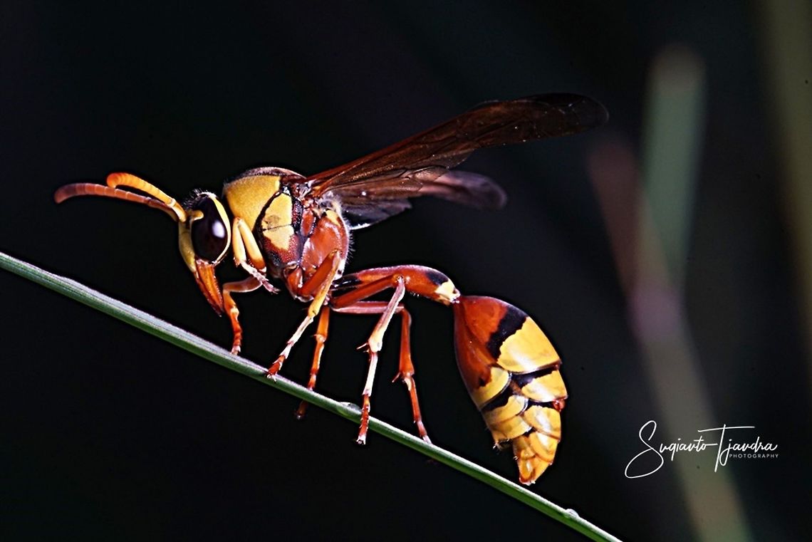 Yellow potter Wasp (Delta Sp)  Geotagged,Indonesia,Winter