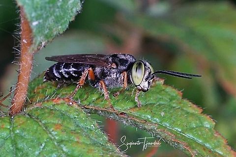 Crabronidae Wasp (????)  Geotagged,Indonesia