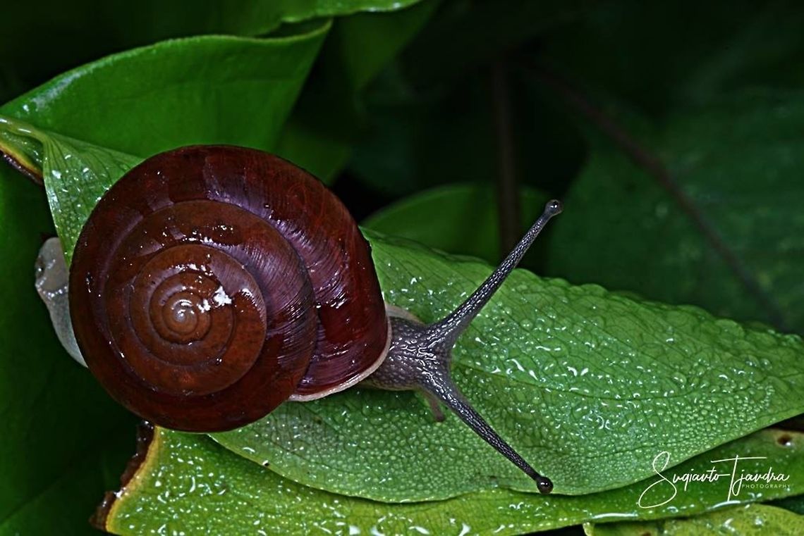 Garden Snail  Geotagged,Indonesia