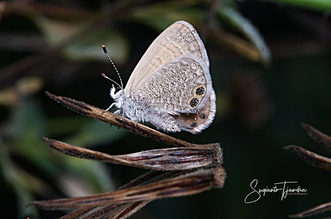Two Spotted Line Blue (Nacaduba biocellata), Lycaenidae Sp.  Geotagged,Indonesia,Nacaduba biocellata